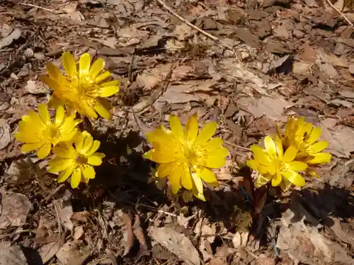 留辺蘂神社の自然