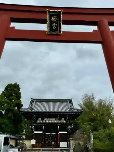 梅宮大社(京都府)