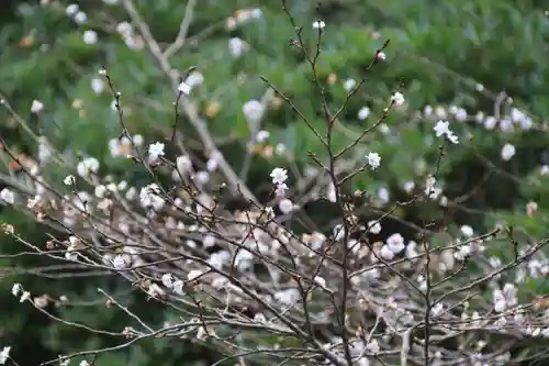 開成山大神宮の自然