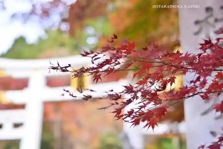 三峯神社(埼玉県)