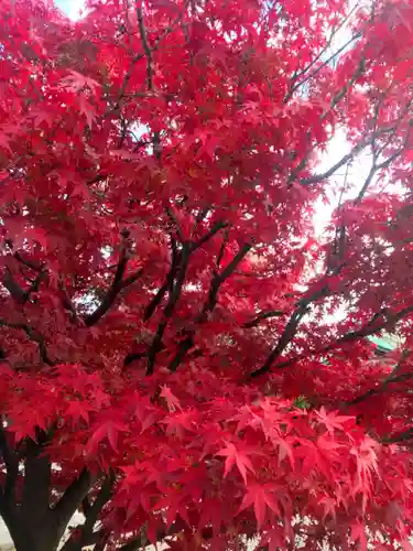 豊國神社の自然