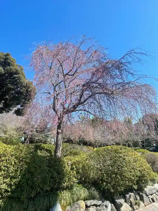 櫻木神社の自然