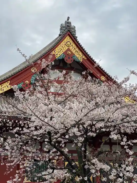 浅草寺の自然