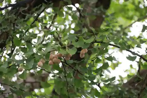 安積國造神社の自然