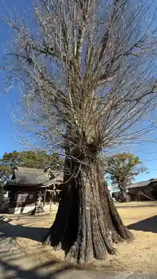 矢武八幡神社(徳島県)