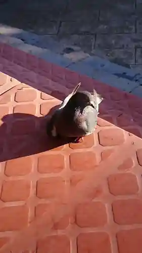 出羽国分寺薬師堂の動物