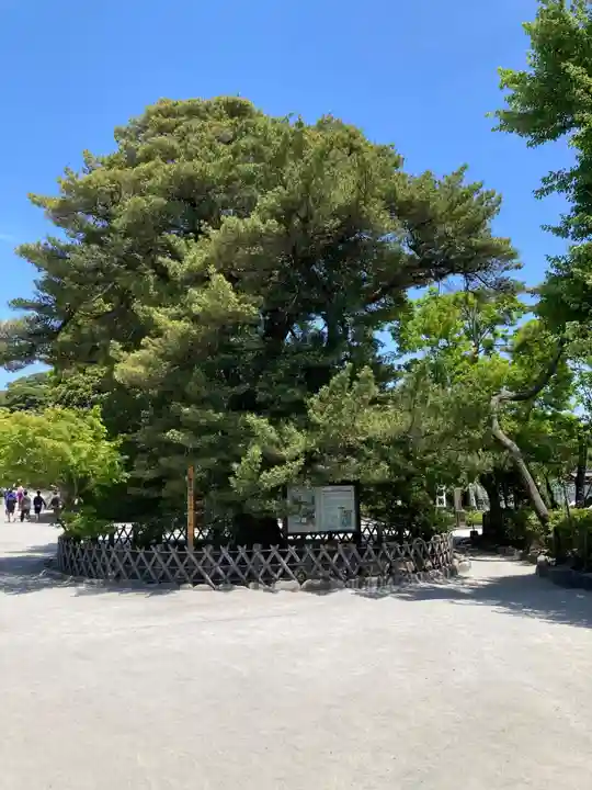 鶴岡八幡宮(神奈川県)