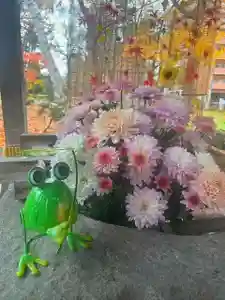 彌彦神社 (伊夜日子神社)の手水舎(2023年11月17日(金) 09時17分45秒投稿)