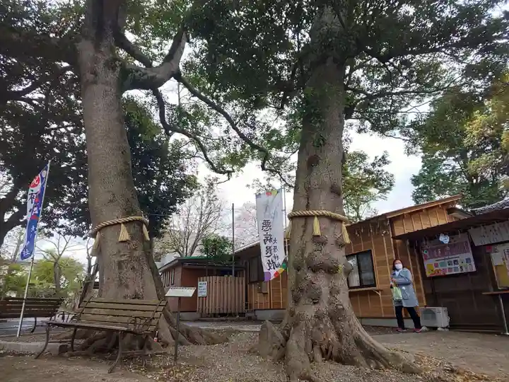 大宮・大原神社の自然