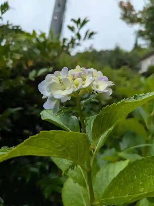 石内のお大師さん 金剛院(広島県)