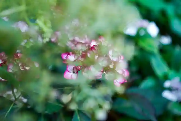 東大寺別院阿弥陀寺(山口県)