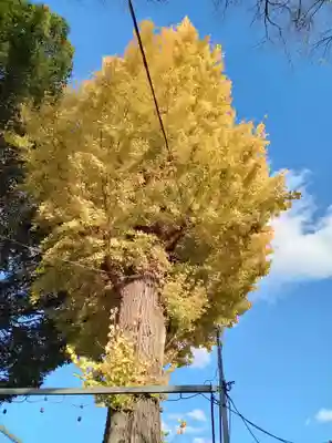 縣神社(京都府)