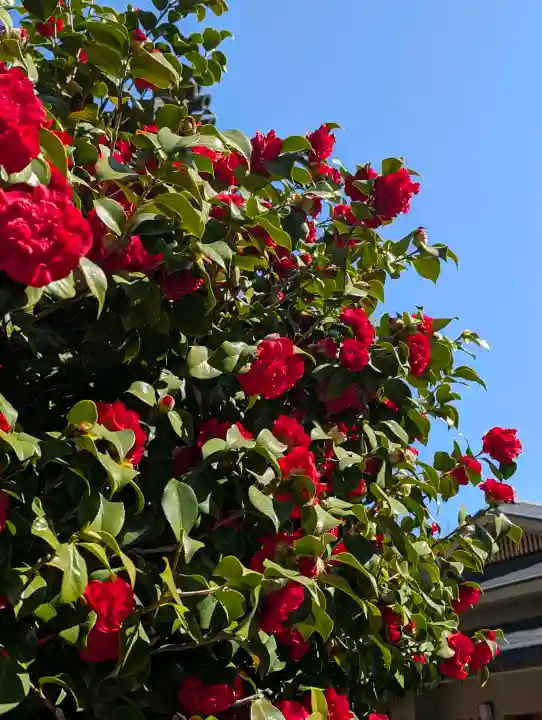 日蓮宗 浄運寺の{uncategorized: "未分類", other: "その他", undefined: "問題あり", building: "その他建物", grave: "お墓", sacred_gate: "鳥居", guardian: "狛犬", statue: "像", buddha: "仏像", history: "歴史", nature: "自然", garden: "庭園", animal: "動物", pagoda: "塔", temizu: "手水舎", mountain_gate: "山門・神門", sanctuary: "本殿・本堂", subordinate: "末社・摂社", art: "芸術", scenery: "景色", jizo: "地蔵", ema: "絵馬", goshuin: "御朱印", omikuji: "おみくじ", items: "授与品その他", amulet: "お守り", goshuincho: "御朱印帳", eats: "食事", festival: "お祭り", votive_dance: "神楽", shichigosan: "七五三参", wedding: "結婚式", experience: "体験その他", initially: "初詣", around: "周辺", anti_infection: "感染症対策"}