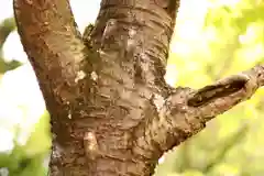 三津厳島神社の自然