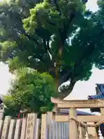 常世岐姫神社の自然