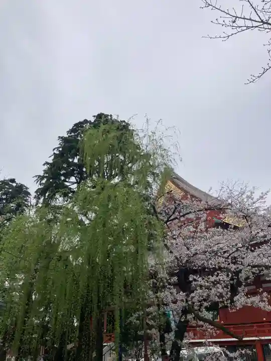 浅草神社の自然