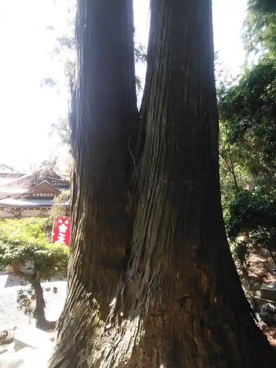 鹿島大神宮の自然