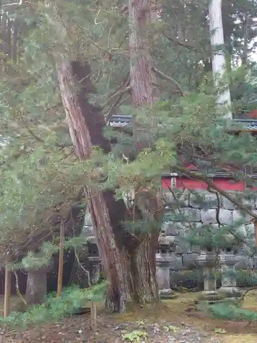日光山輪王寺 大猷院の自然