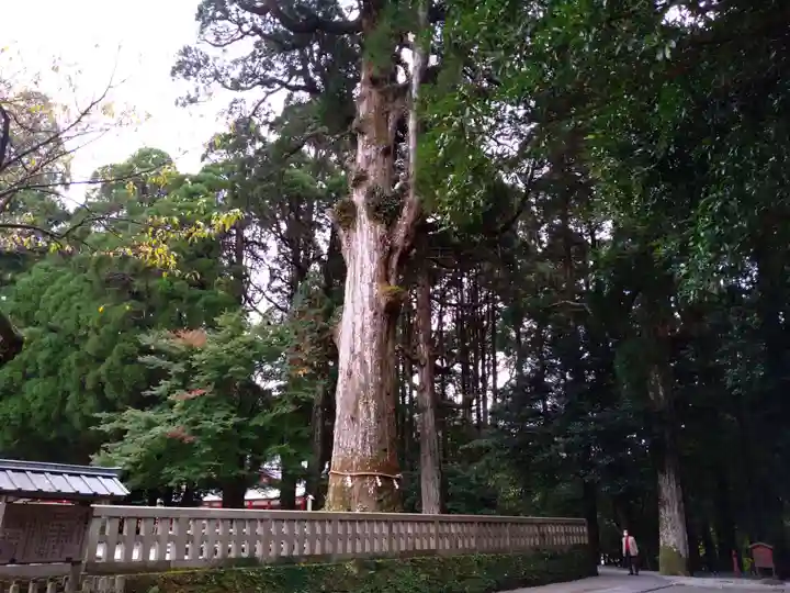 霧島神宮の自然