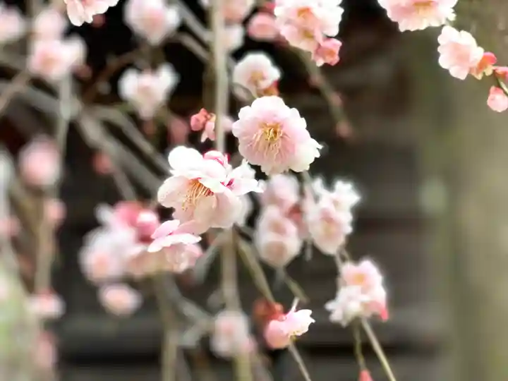 信濃國分寺の自然