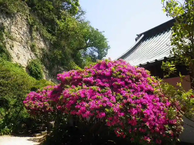 安養院 (田代寺)の自然