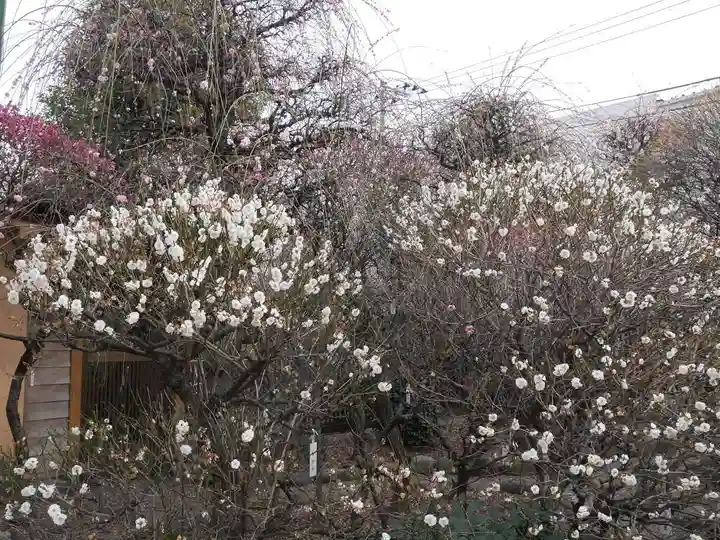 小村井 香取神社の自然