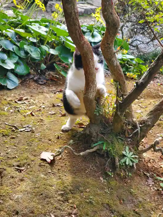 唐澤山神社の動物
