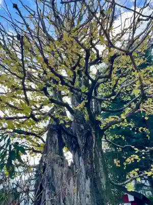 安養寺(東京都)