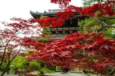 くろ谷 金戒光明寺(京都府)