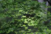 三春大神宮の自然