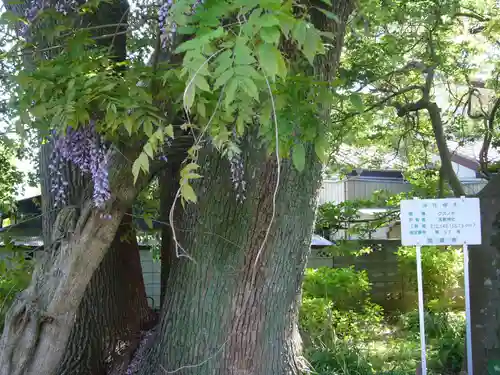 玉敷神社の自然