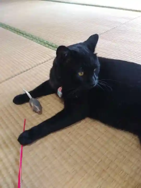 高司神社〜むすびの神の鎮まる社〜(福島県)