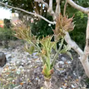 豊景神社の自然(2021年04月22日(木) 06時02分43秒投稿)