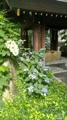 阿佐ヶ谷神明宮の手水舎