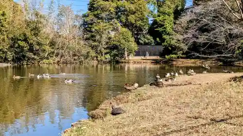 菊田神社の動物