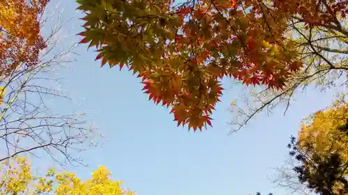 開拓神社の自然