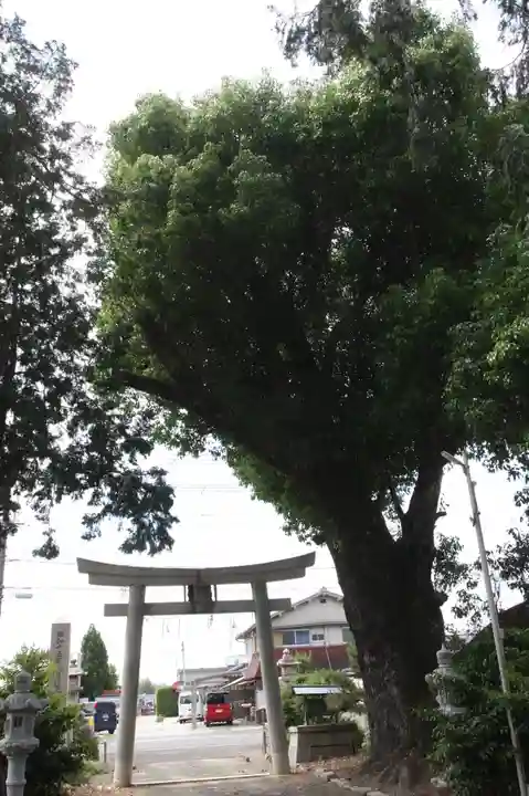 玉田神社の鳥居
