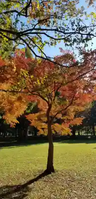 徳島稲荷神社の自然