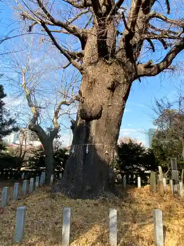 芝東照宮の自然