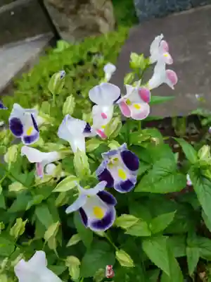 大円寺(東京都)