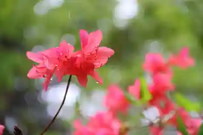 阿久津「田村神社」（郡山市阿久津町）旧社名：伊豆箱根三嶋三社の自然