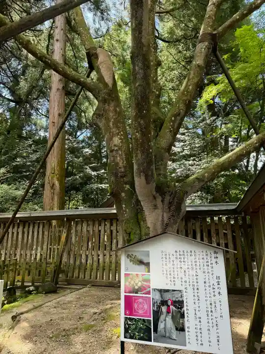 天岩戸神社(宮崎県)