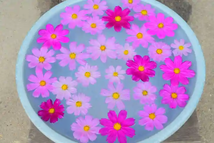 般若寺 ❁コスモス寺❁(奈良県)