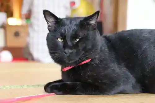 高司神社〜むすびの神の鎮まる社〜の動物