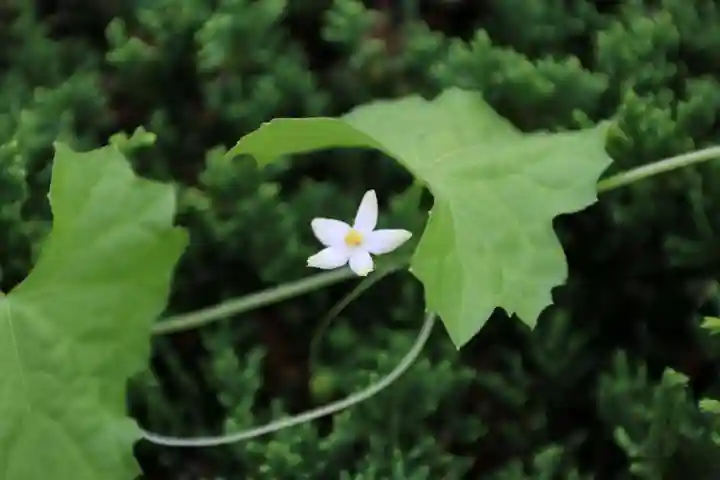 鹿島大神宮の自然