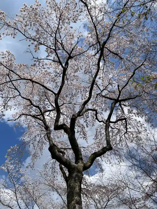 勝持寺(花の寺)(京都府)