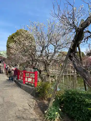 亀戸天神社(東京都)