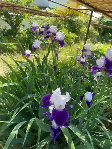 金剛寺(奈良県)