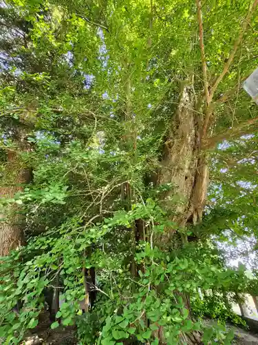 鹿嶋神社(茨城県)