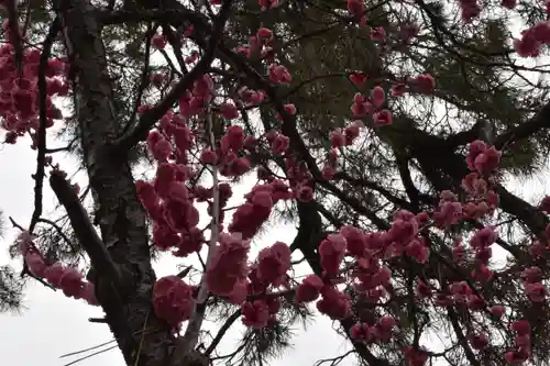 長浜八幡宮の自然